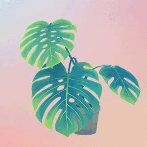 Fern GIFs - Find & Share on GIPHY