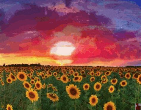 Sun Flowers GIFs - Find & Share on GIPHY