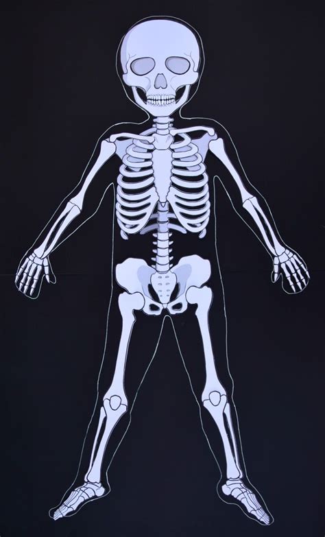 Life Size Skeleton, Skeleton Model, Straw Activities, Preschool Activities, Diy Projects For ...