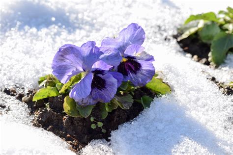 What Are Winter Pansies? — How to Grow Them (with Success)