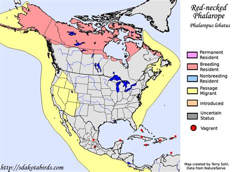 Red-necked Phalarope - Species Range Map