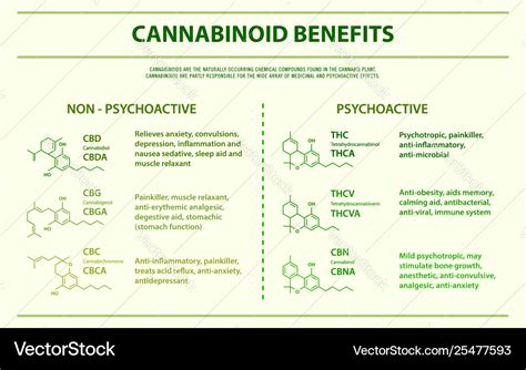 Cannabinoid benefits horizontal infographic Vector Image