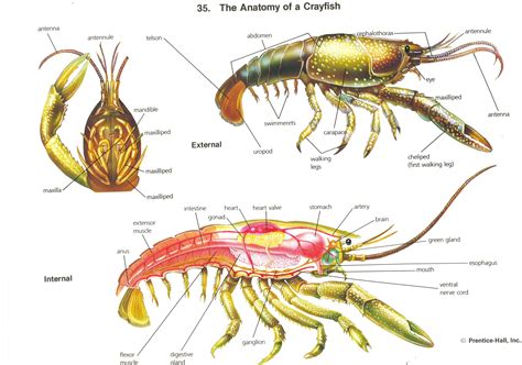 Crayfish Anatomy | Anatomy, Animal science, Crayfish