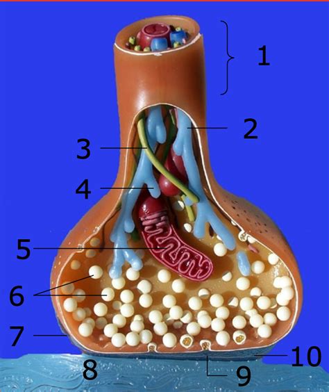 Synapse: axon terminal Diagram | Quizlet