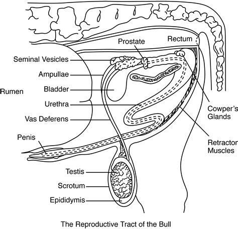 Female Cow Reproductive System