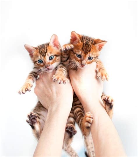 Toyger Kittens for sale - Toyger for sale | Toyger Cat for sale