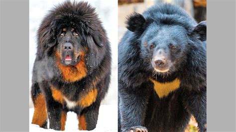 Family raises ‘dog’ for 2 years - then realises it’s a bear | Daily News