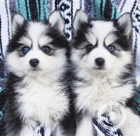 Southern Charm Pomsky Puppies | Pomsky puppies, Pomsky, Puppy litter