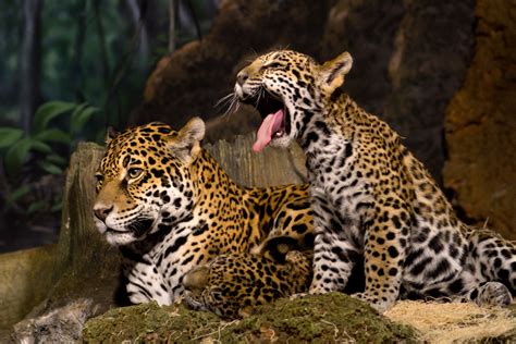 Jaguar Cubs | www.jsonline.com/multimedia/photos/46413542.ht… | Flickr