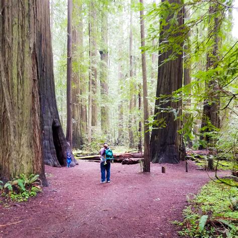 Exploring Lower Humboldt County Redwoods | This Crazy Adventure Called Life