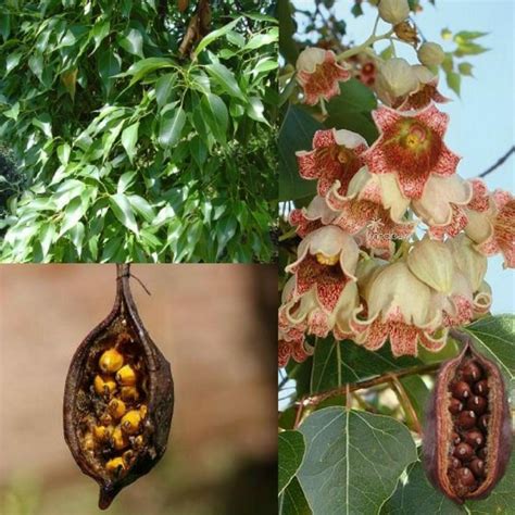 Bottle tree - Kurrajong Seeds - Bonsai (Brachychiton populneus)