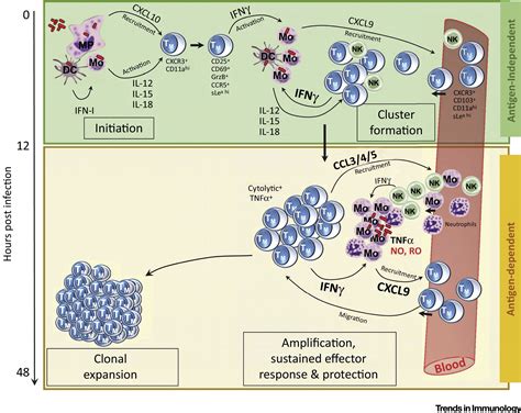 Memory CD8+ T Cells: Innate-Like Sensors and Orchestrators of Protection: Trends in Immunology