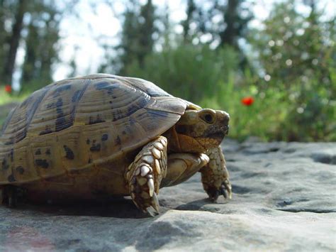 Greek Tortoise Care: Size, Habitat, Lifespan, Food List...