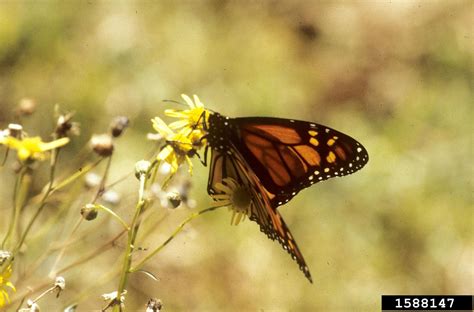 monarch butterfly (Danaus plexippus)