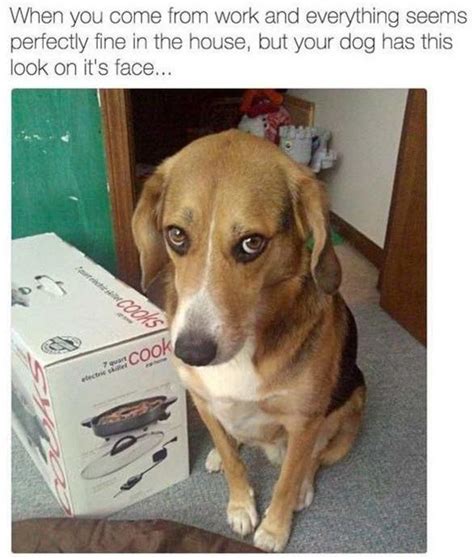 Guilty dog meme - DogPerDay