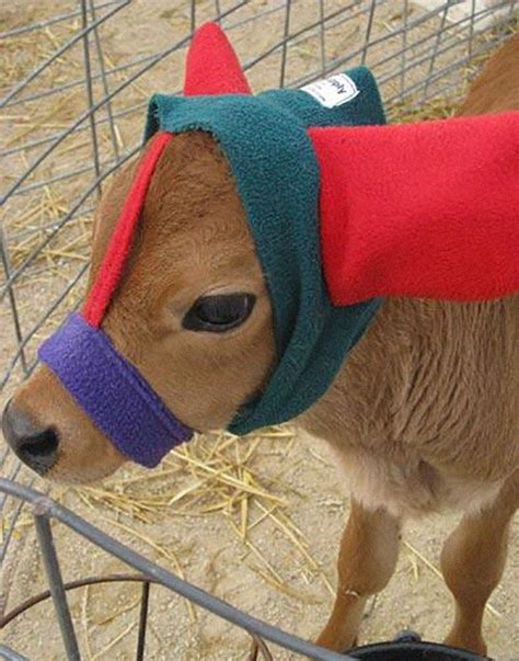 Farmers Use Adorable 'Moo Muffs' To Protect Baby Calves From Freezing Winter