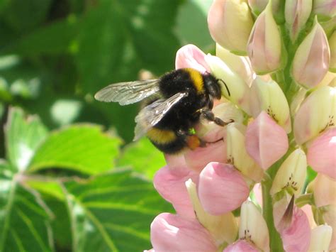 File:Bumble bee.JPG - Wikipedia
