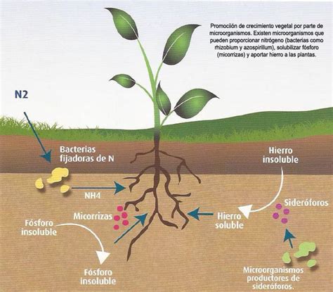 Los microorganismos del suelo y su aprovechamiento en la Agricultura. | Biofábrica Siglo XXI ...