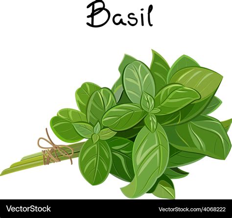 Basil sprig Royalty Free Vector Image - VectorStock