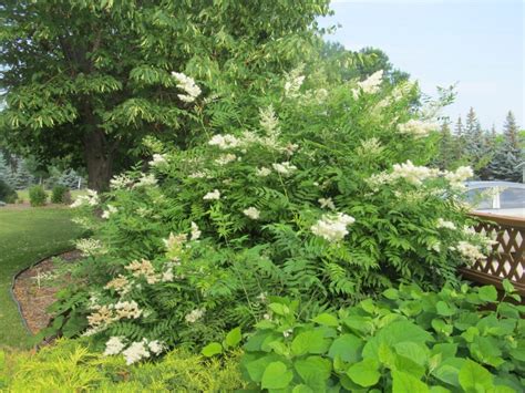 Aurora False Spirea - Jeffries Nurseries