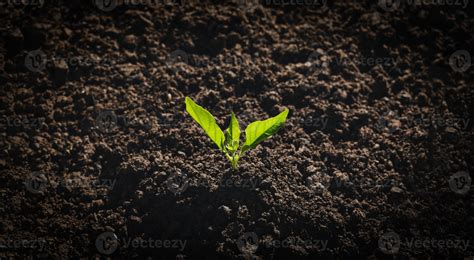 Tree planting for environment 3306056 Stock Photo at Vecteezy