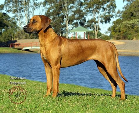 Rhodesian Ridgebacks - This is truly a lion-hearted dog. The only breed ...