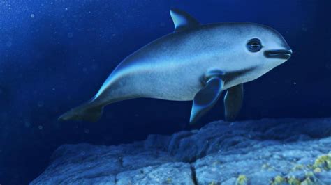 Endangered Species Spotlight: Vaquita Porpoise – earth depot