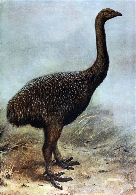 V. New Zealand's Extinct Moa - fergusmurraysculpture.com