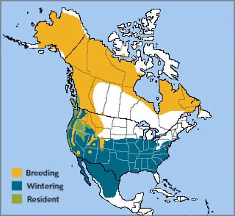 White-crowned Sparrow - American Bird Conservancy