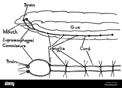 Earthworm nervous system Stock Photo - Alamy
