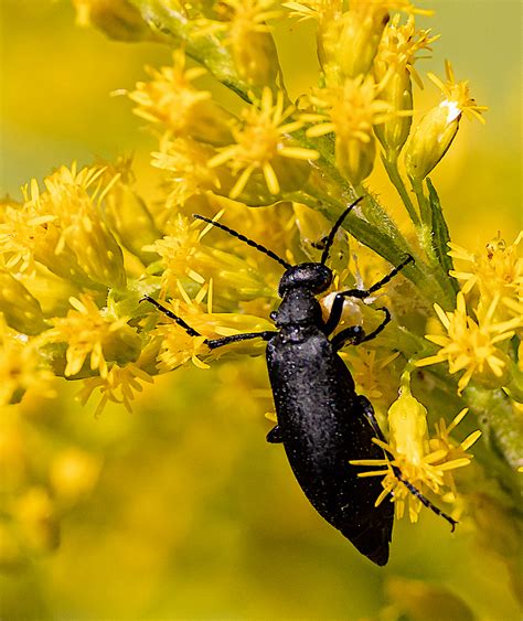 Black Blister Beetle | BirdForum