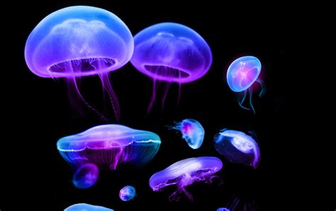 Download Animal Jellyfish Wallpaper