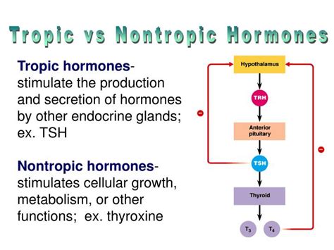 PPT - Endocrine System PowerPoint Presentation - ID:1725492