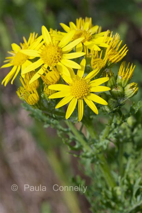 An exploration of British wild flowers