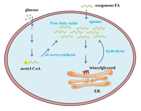 Cellular Uptake, Metabolism and Sensing of Long-Chain Fatty Acids