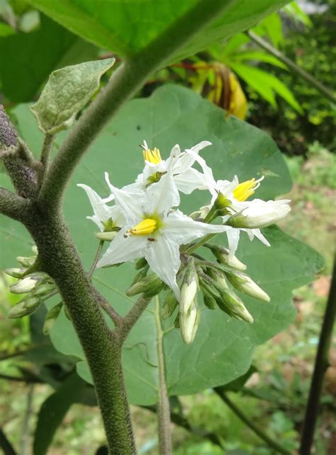 Herbs from Distant Lands: Solanum torvum - Pea Aubergine, Susumber, Turkey Berry, Pea Eggplant