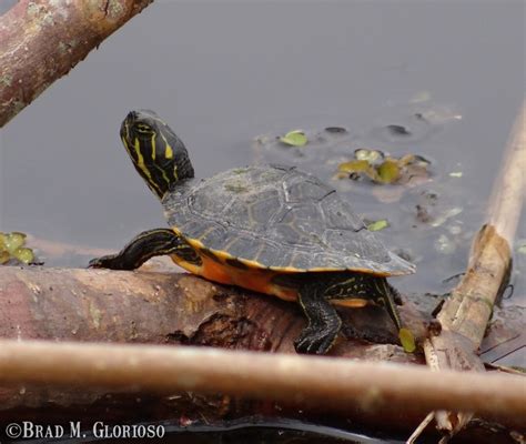 River Cooter | Brad Glorioso’s Personal Website Amphibians and Reptiles of Louisiana