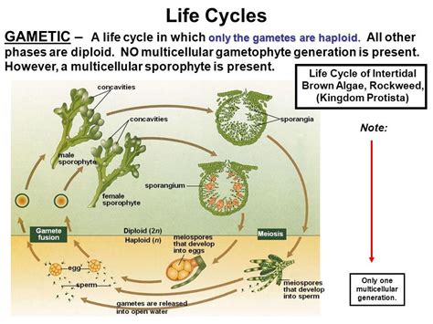 「life cycle of algae」的圖片搜尋結果 | Life cycles, Algae, Cycle