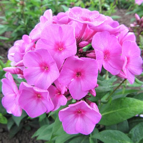 Phlox Pink Flame | Dwarf Phlox | Phlox Paniculata FLAME™ Pink – Easy To Grow Bulbs