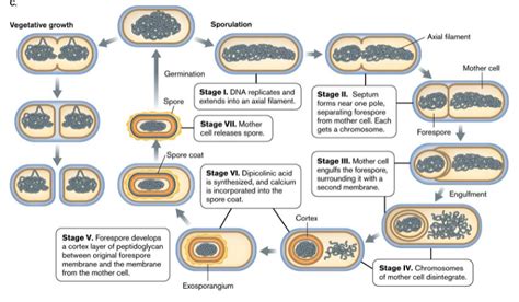 Sporulation: Sporulation in Bacteria, In Amoeba, In Yeast