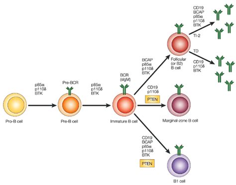 Which Best Distinguishes B Cells From T Cells - Miya-has-Patel