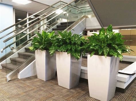 Office plant services and plant rentals | Phillip's Interior Plants ...