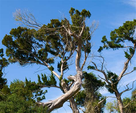 Florida Cedar Tree Photograph by Allan Hughes