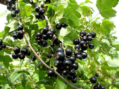 Red currant bush stock image. Image of nature, fruits - 20572231