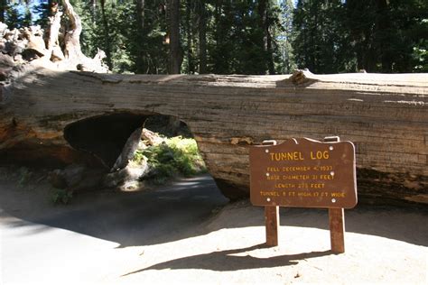 Tunnel Log, Sequoia National Park — The Last Adventurer