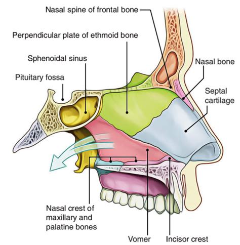 Nasal Cavity – Earth's Lab