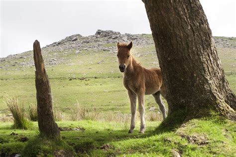 Camping In Dartmoor [2023]: Wild Camping, Best Campsites, Tips & More!