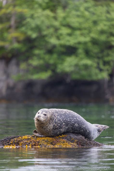 Harbor Seal | Chugach National Forest, Alaska | Photos by Ron Niebrugge