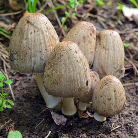 Coprinopsis Atramentaria Mushroom Stock Photo - Image of edible, fungi: 101466330