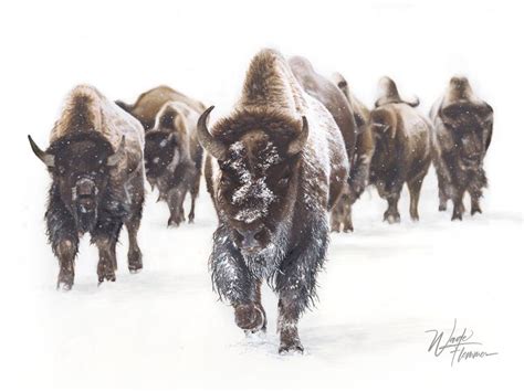 Bison Herd Oil Painting | Original and Limited Edition Giclée Prints Available. | Thing 1